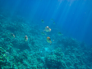 Fototapeta na wymiar Monotaxis grandoculis in a coral reef of the Red Sea