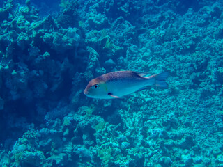 Fototapeta na wymiar Monotaxis grandoculis in a coral reef of the Red Sea