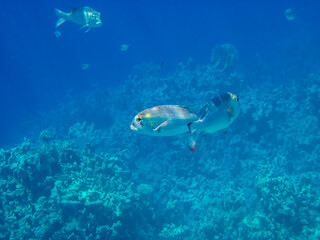 Fototapeta premium Monotaxis grandoculis in a coral reef of the Red Sea