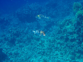 Obraz premium Monotaxis grandoculis in a coral reef of the Red Sea