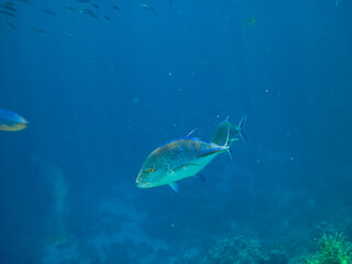 Monotaxis grandoculis in a coral reef of the Red Sea