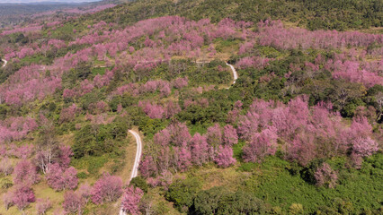 Aerial view of pink cherry blossom trees on mountains. landscape Beautiful pink sakura Flower at phu lom lo Loei, Thailand., Wild Himalayan Cherry., Prunus cerasoides.