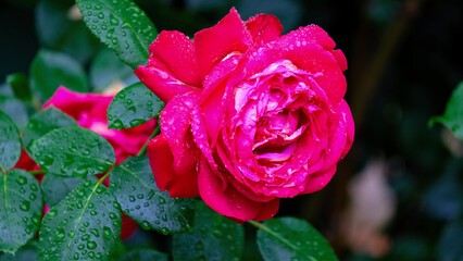 雨に濡れた【雫】の赤い薔薇です