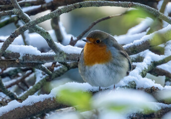 Robin redbreast in the snow in the forest in winter 