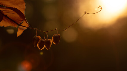 The close-up backlit photo under an evening light shows a cluster of dried seed pods clinging to a...