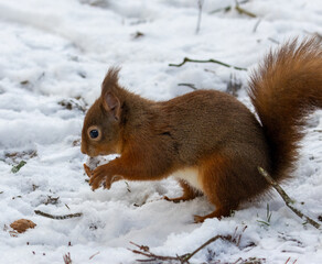 Naklejka na ściany i meble Hungry little scottish red squirrel with a nut in the snow in winter