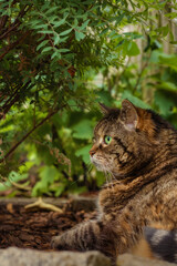 Alert looking tabby cat with bright green eyes lying in the shade under a canopy of leaves in a garden