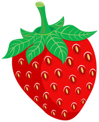 Red strawberry fruit. Hand-drawn colored illustration.