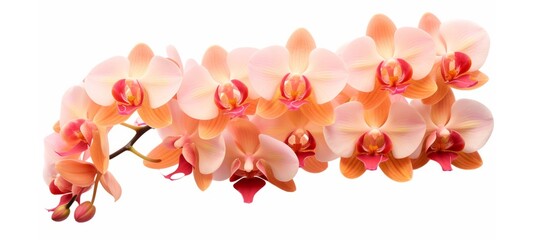 Beautiful branch of orchid flowers banner  - Peach fuzz orchids petals orchidaceae, isolated on...