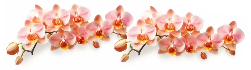 Foto auf Acrylglas Beautiful branch of orchid flowers banner panorama long - Peach fuzz orchids petals orchidaceae, isolated on white background. © Corri Seizinger