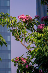 Tabebuia rosea