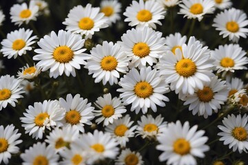 daisies, white flowers background