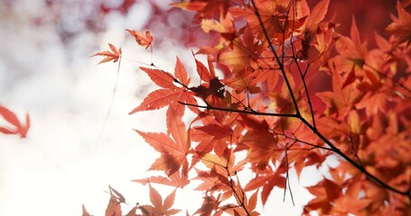 Japan, nature and leaves in forest at Autumn with park, trees and woods in countryside of Kyoto. Red, rainforest and plants change to orange in fall, environment or travel to garden or backyard