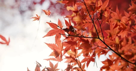 Zelfklevend Fotobehang Japan, nature and leaves in forest at Autumn with park, trees and woods in countryside of Kyoto. Red, rainforest and plants change to orange in fall, environment or travel to garden or backyard © CineLens/peopleimages.com