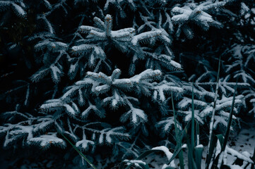 Winter Christmas background of green tree, ice covered blue spruce branch close up.