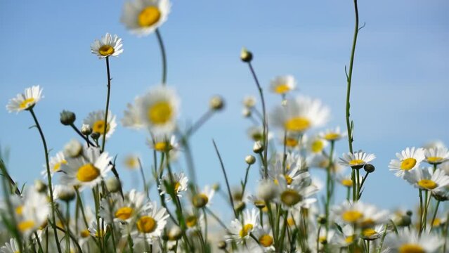 Chamomile. White daisy flowers in a field of green grass sway in the wind at sunset. Chamomile flowers field with green grass against blue sky. Close up slow motion. Nature, flowers, spring, biology