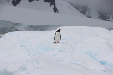 Gentoo Penguin (Pygoscelis papua) on an iceberg in Borgen Bay, Antarctica.