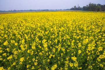 Fototapeta premium Beautiful Floral Landscape View of Rapeseed in a field with blue sky in the countryside of Bangladesh