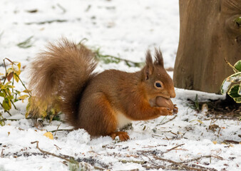 Naklejka na ściany i meble Hungry little scottish red squirrel with a nut in the snow in winter
