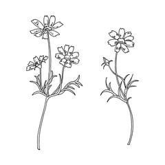 コスモスの手描きイラスト