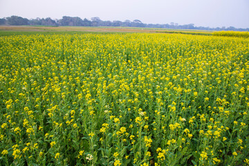 Fototapeta premium Beautiful Floral Landscape View of Rapeseed in a field with blue sky in the countryside of Bangladesh