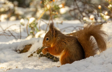 Hungry little scottish red squirrel with a nut in the snow in winter