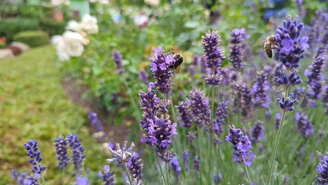 Honey bee on lavender flower in the garden. Summer pollination by wild bees in a natural environment. Slow motion