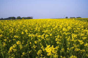 Beautiful Floral Landscape View of Rapeseed  in a field with blue sky in the countryside of Bangladesh