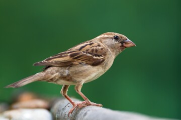 House sparrow, female on a stick near stones. Czechia.