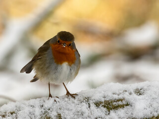 Robin redbreast in the snow in the forest in winter 
