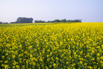 Obraz premium Beautiful Floral Landscape View of Rapeseed in a field with blue sky in the countryside of Bangladesh