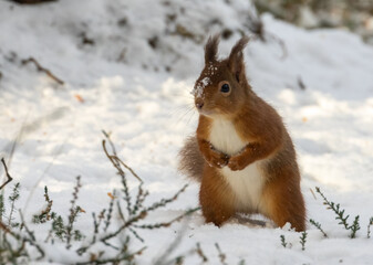 Naklejka na ściany i meble Hungry little scottish red squirrel in the woodland in the snow in winter