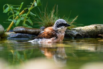 Red-backed shrike (Lanius collurio) while bathing in the water of a bird's water hole. Czechia. 