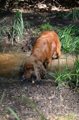 Cocker Spaniel