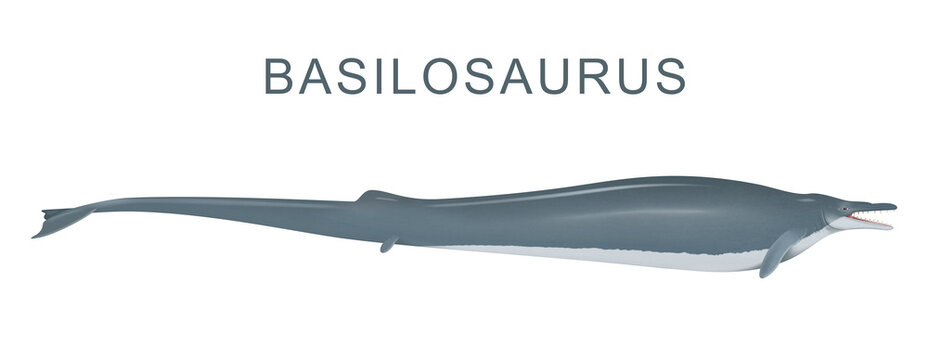 Basilosaurus is a prehistoric whale