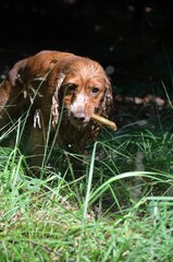 Cocker Spaniel