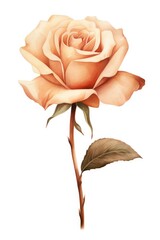 Watercolor painting of a delicate rose isolated on a white background