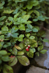 Closeup of fresh organic garden strawberry among green leaves or foliage and branches growing. Fruit and nutrition. Space for message. Lifestyle edit. 