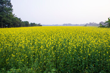 Obraz premium Beautiful Floral Landscape View of Rapeseed in a field with blue sky in the countryside of Bangladesh