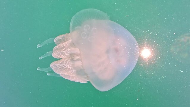 Big jellyfish in the Sea, Rhizostoma pulmo, Rhizostomatidae, floating in the water. Clear azure water surface with sun glare. Abstract nautical nature, slow motion