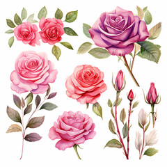 Set of watercolor rose flowers, buds and leaves. Vector illustration.