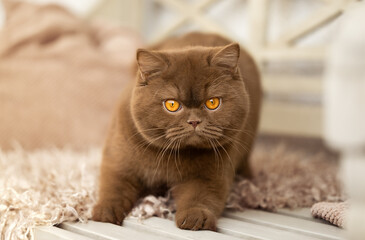 Fototapeta na wymiar Edel und imposant Britisch Kurzhaar Katze und Kitten