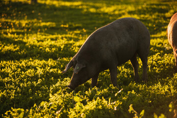 Spanish iberian pig pasturing free in a green meadow at sunset in Los Pedroches, Spain - 712168659