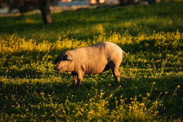 Spanish iberian pig pasturing free in a green meadow at sunset in Los Pedroches, Spain - 712168670