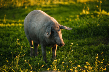 Spanish iberian pig pasturing free in a green meadow at sunset in Los Pedroches, Spain - 712168819