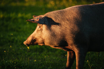 Spanish iberian pig pasturing free in a green meadow at sunset in Los Pedroches, Spain - 712168822