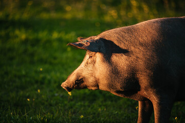 Spanish iberian pig pasturing free in a green meadow at sunset in Los Pedroches, Spain - 712168826