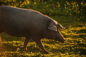 Spanish iberian pig pasturing free in a green meadow at sunset in Los Pedroches, Spain - 712168859