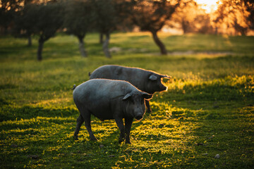 Spanish iberian pig pasturing free in a green meadow at sunset in Los Pedroches, Spain - 712168862