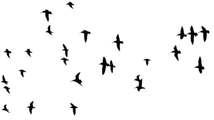 png herd of birds fly on clear backgroung